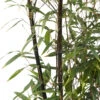 Bambou Moyen Phyllostachys Nigra 150/200 Cm: Pot De 18 Litres -Terre et Verdure 170450 2058670