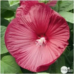 Hibiscus Moscheutos : Conteneur De 5 Litres -Terre et Verdure 171264 001