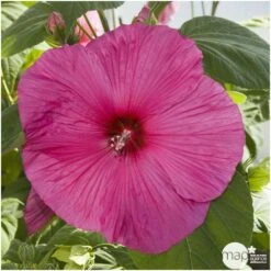 Hibiscus Moscheutos : Conteneur De 5 Litres -Terre et Verdure 171264 002