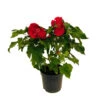 Hibiscus Moscheutos : Conteneur De 5 Litres 2 Hibiscus Moscheutos : Conteneur De 5 Litres -Terre et Verdure 171264 004