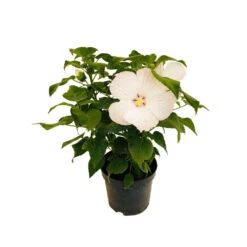 Hibiscus Moscheutos : Conteneur De 5 Litres -Terre et Verdure 171264 005