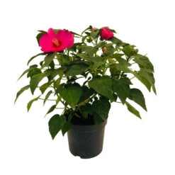 Hibiscus Moscheutos : Conteneur De 5 Litres -Terre et Verdure 171264 006