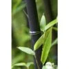 Bambou Moyen Phyllostachys Nigra: Pot De 70 Litres -Terre et Verdure 171356 001