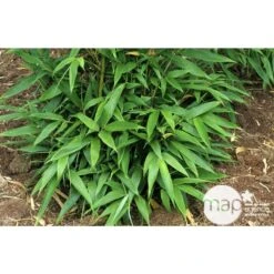 Bambou Moyen Phyllostachys Nigra: Pot De 70 Litres -Terre et Verdure 171356 003