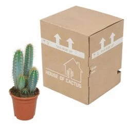 Pilosocereus Azureus - H40cm, ø17cm - Plante D'intérieur -Terre et Verdure 18c76fad916e457c