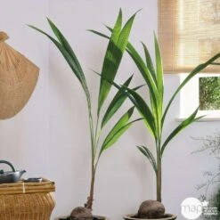 Cocotier Nucifera : Pot H.150cm 10 Cocotier Nucifera : Pot H.150cm -Terre et Verdure 19401 002