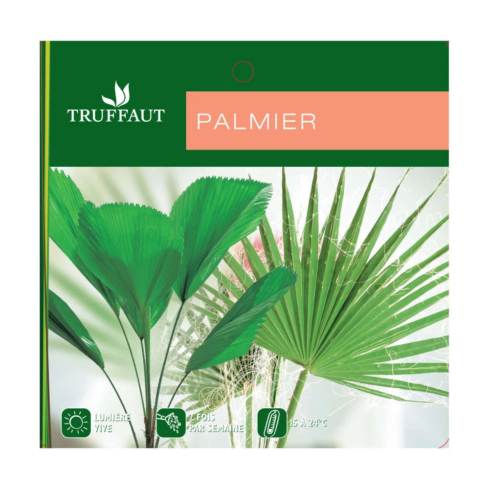 Cocotier Nucifera : Pot H.150cm 3 Cocotier Nucifera : Pot H.150cm