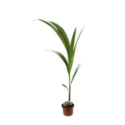 Cocotier Nucifera : Pot H.150cm 9 Cocotier Nucifera : Pot H.150cm -Terre et Verdure 19401 004