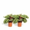 Calathea Médaillon Duo - Plantes D'intérieur 2 Calathea Médaillon Duo - Plantes D'intérieur -Terre et Verdure 19ac16d87cf0f840