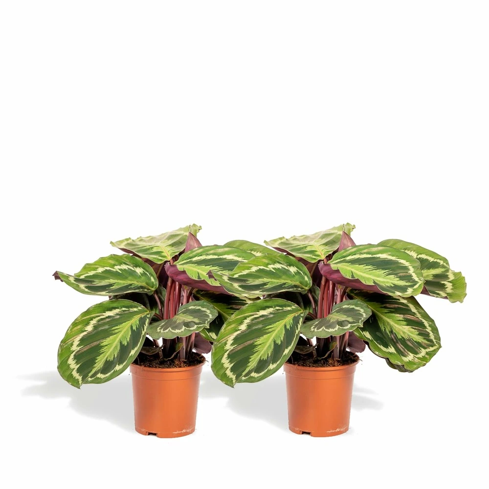 Calathea Médaillon Duo - Plantes D'intérieur 3 Calathea Médaillon Duo - Plantes D'intérieur