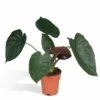 Alocasia Wentii - H70cm, ø19cm - Grande Plante D'intérieur -Terre et Verdure 1a9509a6703886ac