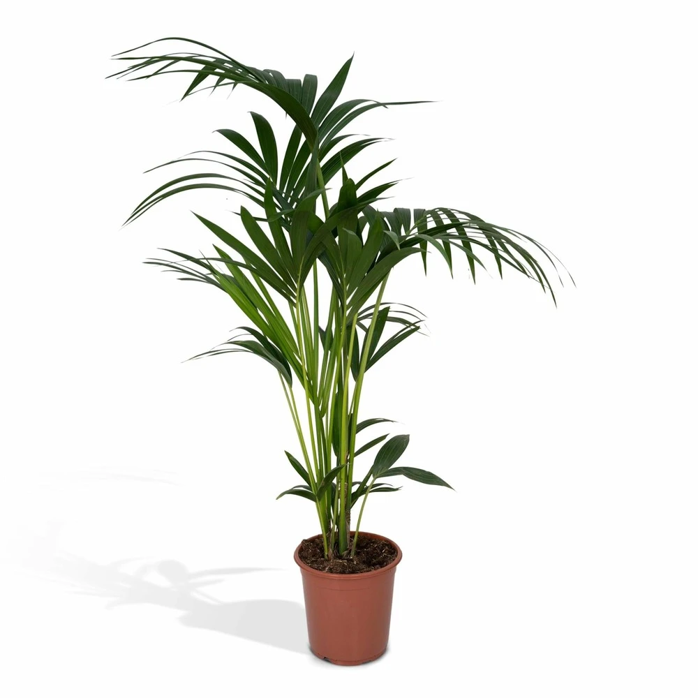 Palmier Kentia Xl - H120cm, ø24cm - Très Grande Plante D'intérieur 3 Palmier Kentia Xl - H120cm, ø24cm - Très Grande Plante D'intérieur