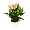 Fleur Flamant Rose - Anthurium Andreanum - Anthurium - Pot 12cm - Petites Fleurs Roses - Lilli -Terre et Verdure 1c3c4fbaa64b2aef