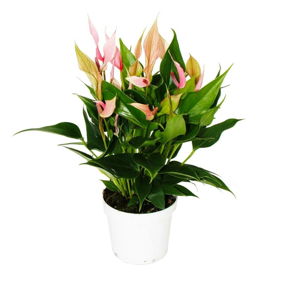 Fleur Flamant Rose - Anthurium Andreanum - Anthurium - Pot 12cm - Petites Fleurs Roses - Lilli 3 Fleur Flamant Rose - Anthurium Andreanum - Anthurium - Pot 12cm - Petites Fleurs Roses - Lilli