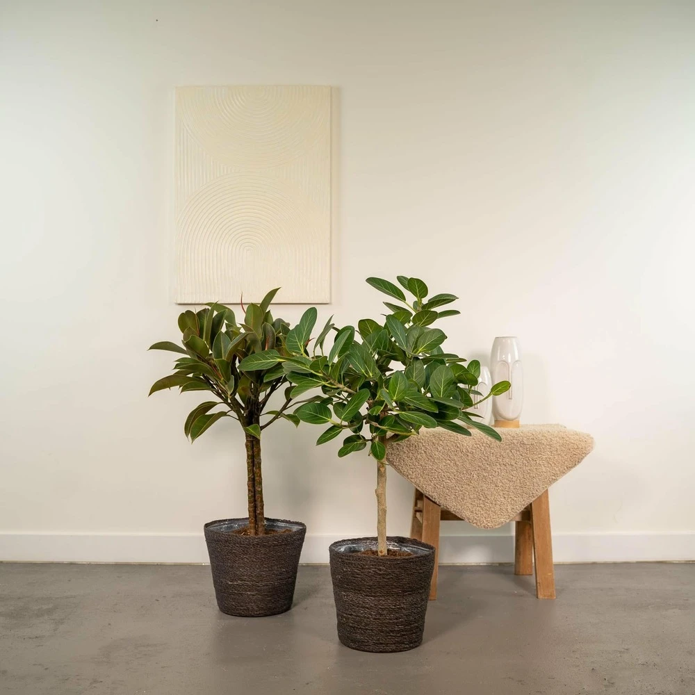 Ficus Elastica Melany, Ficus Benghalensis Audrey Et Leurs Paniers Noirs, Duo De Plantes - Grandes Plantes D'intérieur 4 Ficus Elastica Melany, Ficus Benghalensis Audrey Et Leurs Paniers Noirs, Duo De Plantes - Grandes Plantes D'intérieur – Image 2