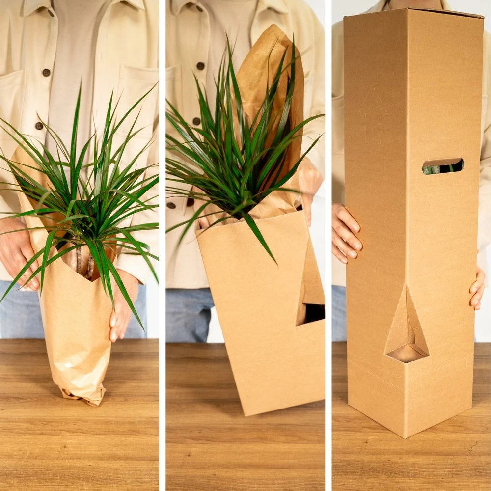 Tillandsia Et Son Support En Cube - H35cm, ø20cm - Plante D'intérieur Tombante 7 Tillandsia Et Son Support En Cube - H35cm, ø20cm - Plante D'intérieur Tombante – Image 5