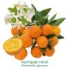 Kumquat Rond Bio Tailles:pot De 3 Litres, Hauteur 30/40 Cm -Terre et Verdure 1efb27ba807c2832