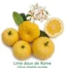 Lime Douce De Rome Bio Tailles:pot De 3 Litres, Hauteur 30/40 Cm -Terre et Verdure 200c4979051b7749