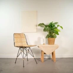 Calathea Orbifolia - H65cm, ø19cm - Plante D'intérieur -Terre et Verdure 203ba73e42725d07