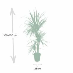 Dracaena Marginata - H115cm, ø21cm - Très Grande Plante D'intérieur -Terre et Verdure 205c4d19ff1b1ad5