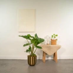 Alocasia Portodora - H80cm, ø21cm - Grande Plante D'intérieur 8 Alocasia Portodora - H80cm, ø21cm - Grande Plante D'intérieur -Terre et Verdure 20b277fc8501279a