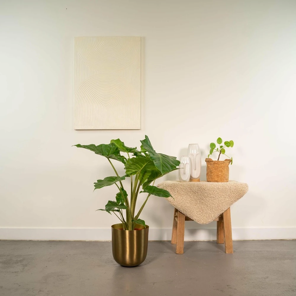 Alocasia Portodora - H80cm, ø21cm - Grande Plante D'intérieur 4 Alocasia Portodora - H80cm, ø21cm - Grande Plante D'intérieur – Image 2
