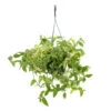 Tradescantia : Suspension Diamètre 18 Cm - Variétés Variables -Terre et Verdure 21071 001