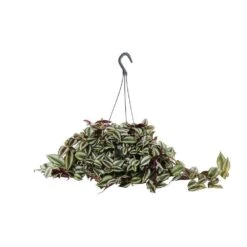 Tradescantia : Suspension Diamètre 18 Cm - Variétés Variables -Terre et Verdure 21071 004