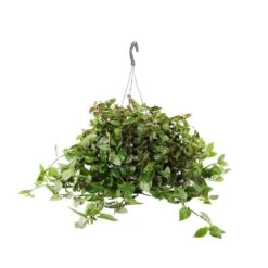 Tradescantia : Suspension Diamètre 18 Cm - Variétés Variables -Terre et Verdure 21071 006