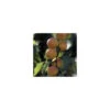 Abricotier Rouge Du Roussillon En 1/2 Tige -Terre et Verdure 213323 002