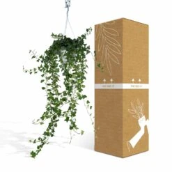 Hedera Lierre Tombant - H70cm, ø17cm - Plante D'intérieur Tombante 10 Hedera Lierre Tombant - H70cm, ø17cm - Plante D'intérieur Tombante -Terre et Verdure 21bbed4ba192efac