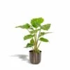 L'alocasia Portodora Et Son Cache-pot Métal Argenté - H80cm, ø21cm - Grande Plante D'intérieur -Terre et Verdure 22462bf2a38760a3