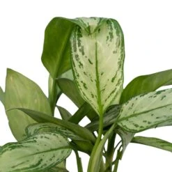 Aglaonema Christina - H30cm, ø12cm - Plante D'intérieur -Terre et Verdure 226315f1022fb16f