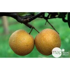 Nashi Hosui Bronze : Gobelet 3 Ans D'âge Ctr 12 Litres -Terre et Verdure 228675 003