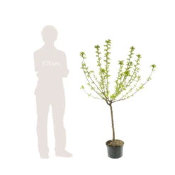 Nashi Hosui Bronze : Gobelet 3 Ans D'âge Ctr 12 Litres -Terre et Verdure 228675 006