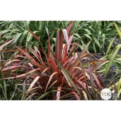 Phormium, Variétés Variables : Pot 4L -Terre et Verdure 228928 001