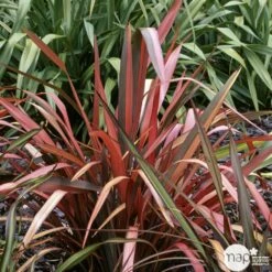 Phormium, Variétés Variables : Pot 4L -Terre et Verdure 228928 002