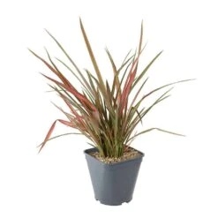 Phormium, Variétés Variables : Pot 4L -Terre et Verdure 228928 003