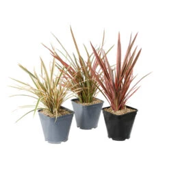 Phormium, Variétés Variables : Pot 4L -Terre et Verdure 228928 1748536
