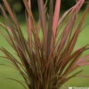 Phormium, Variétés Variables : Pot 4L -Terre et Verdure 228928 2118546