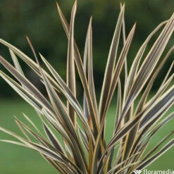 Phormium, Variétés Variables : Pot 4L -Terre et Verdure 228928 2118549