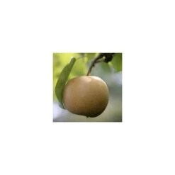 Nashi Nieiseiki : Gobelet Ctr 3 Ans D'âge -Terre et Verdure 229605 001