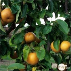 Nashi Nieiseiki : Gobelet Ctr 3 Ans D'âge -Terre et Verdure 229605 003