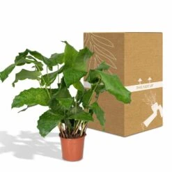 Calathea Network - 30cm, ø14cm - Plante D'intérieur -Terre et Verdure 22fa5bfd66b2222d