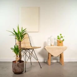 Yucca Xl Et Son Cache-pot Marron - H100cm, ø21cm - Très Grande Plante D'intérieur -Terre et Verdure 2317a8e948d644a1
