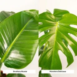 Strelitzia Nicolai, Monstera Deliciosa, Duo De Plantes - Grandes Plantes D'intérieur -Terre et Verdure 234a08022e7bcd88