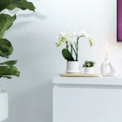 Haworthia Limifolia Et Son Cache-pot Blanc - H16cm, ø9cm - Plante D'intérieur 10 Haworthia Limifolia Et Son Cache-pot Blanc - H16cm, ø9cm - Plante D'intérieur -Terre et Verdure 234d780d32d03d45