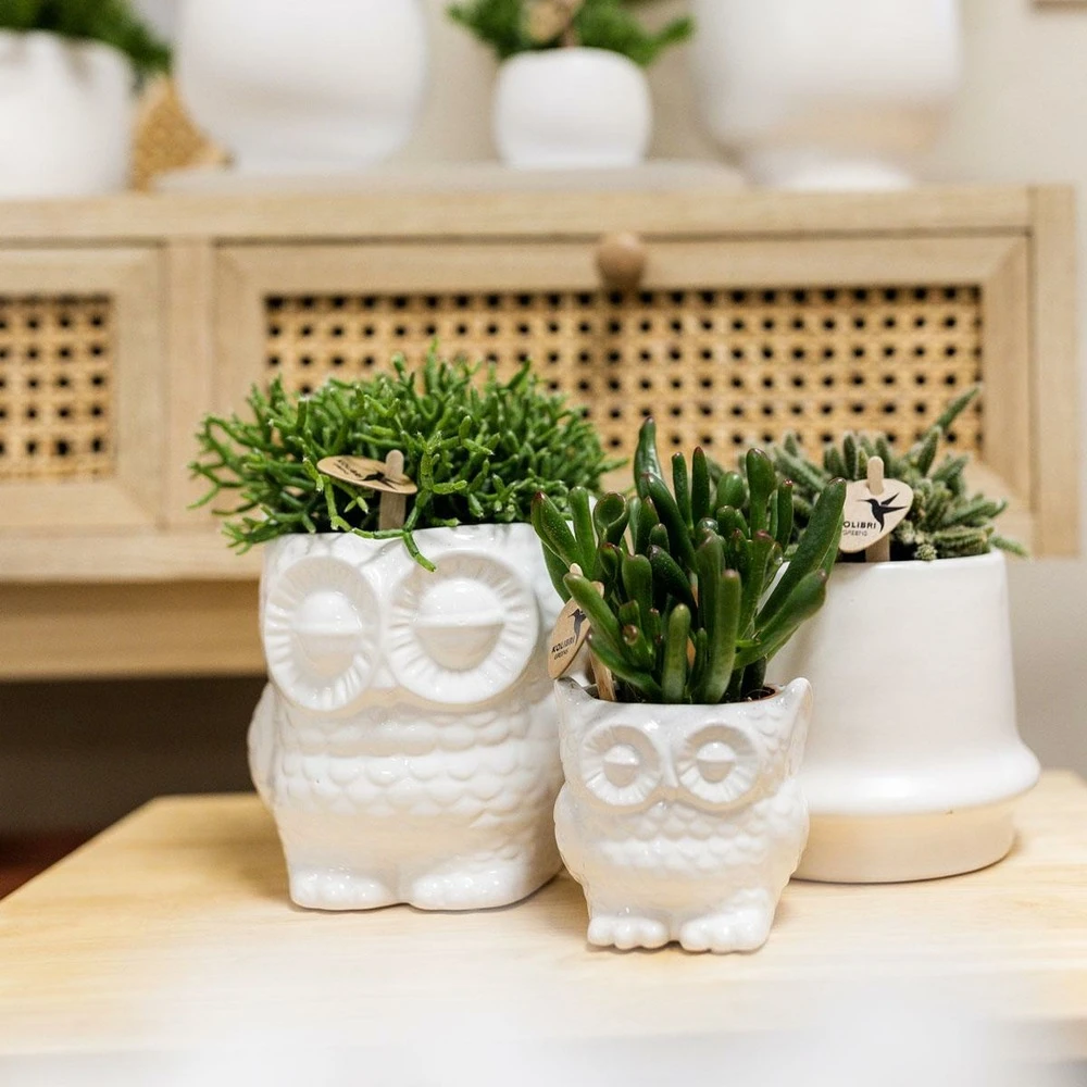 Haworthia Limifolia Et Son Cache-pot Blanc - H16cm, ø9cm - Plante D'intérieur 7 Haworthia Limifolia Et Son Cache-pot Blanc - H16cm, ø9cm - Plante D'intérieur – Image 5