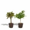 Ficus Elastica Melany, Ficus Benghalensis Audrey Et Leurs Paniers Noirs, Duo De Plantes - Grandes Plantes D'intérieur -Terre et Verdure 23e8962162f5951a