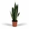 Sansevieria Zeylanica - H55cm, ø14cm - Plante D'intérieur Sans Entretien 1 Sansevieria Zeylanica - H55cm, ø14cm - Plante D'intérieur Sans Entretien -Terre et Verdure 23efa041ecdbe2fe